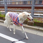 いんちょブログ