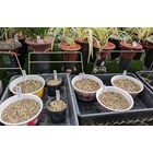 �إ����祦���ο������ߤ��Ƥ��ޤ��٤β���