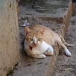好きなもの･･･猫と旅と･･･