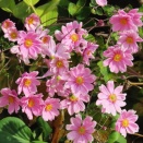 冬の朝夢は誰かの呼びかけか