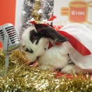 12月10日のグルーミングフォト