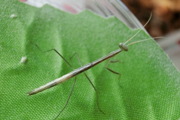 洋書　MANTODEA カマキリ 洋書 MANTODEA カマキリ 洋書 MANTODEA カマキリ