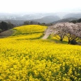 2026 今が見頃！「白木峰高原の菜の花と桜の共演」（諫早市白木峰町）