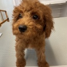 トリミングお便り