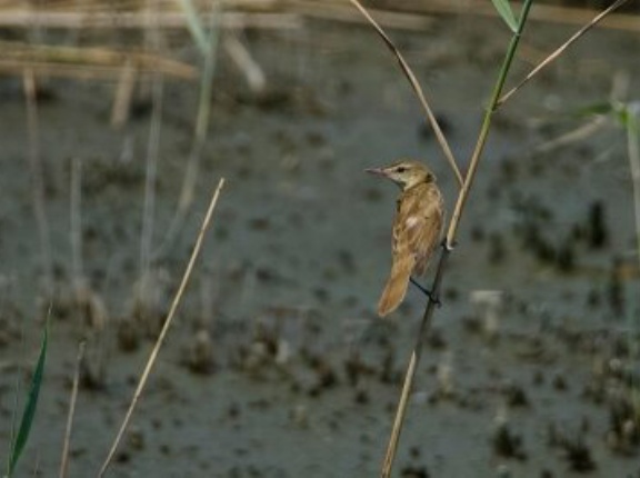 2025年8月6日の野鳥公園