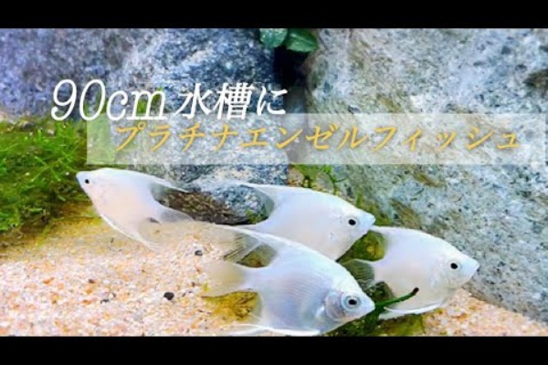 ペット動画まとめch アクアリウム