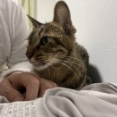 亡き猫たちの気配　20260614