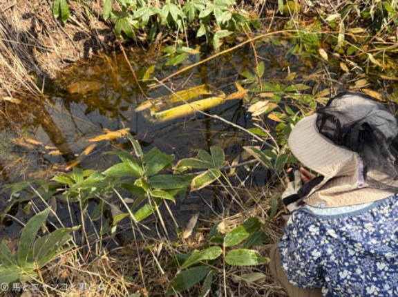 エゾサンショウウオ