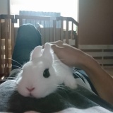 婚約破棄されたワイがうさぎと暮らし始めた