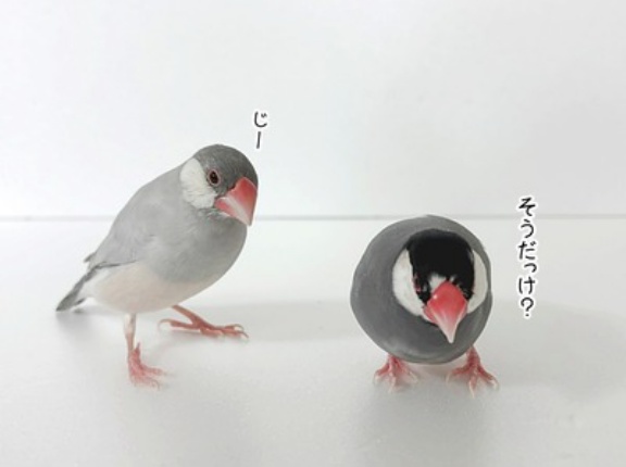 すっかり手乗り文鳥