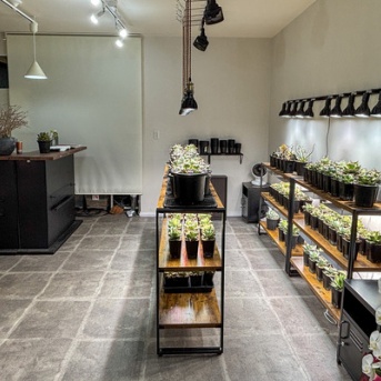 阪急富田駅ちかくに「Hayak Plants（ハヤックプランツ）」って観葉植物店ができてる