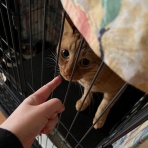 毛玉きょうだい