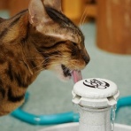 猫カフェ ねこまんまBlog