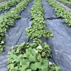 気比野菜　（減・無農薬の米野菜作り）