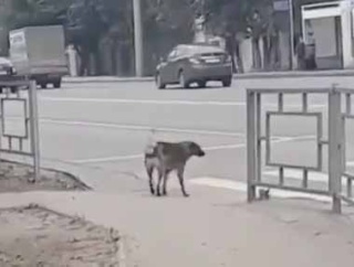 イヌが交通量の多い道を渡ろうとしていた。大丈夫かな？ → いらぬ心配でした…