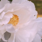 『散歩道の春　５　芍薬Ⅱ』の画像