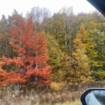 独身アラフォー会社員の日々の記録