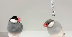ジルたんの妨害