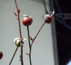 薔薇（ばら）の実