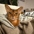 おうちごはんとおかしとねこ