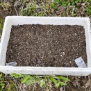 🦊植えたら植えたでドッキドキ