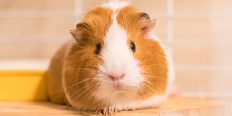 モルモットがどういう動物かを調べた上で飼い始めたのに彼氏が文句ばっか言ってて引いた