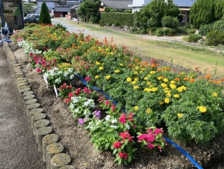 自治会花壇の世話 8月1日