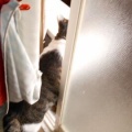 猫に小判を与えたら。 埋蔵金：千八百八拾両　もぉ～勘弁してくれぇ～。