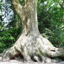 第81番札所白峯寺
