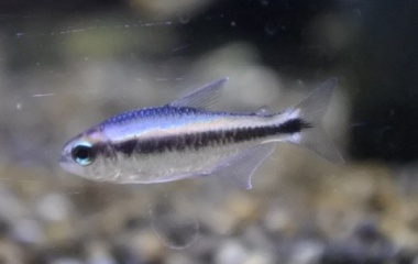 『12月1日(金)熱帯魚入荷情報✨』の画像