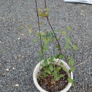 クレマチスに追肥　4/4