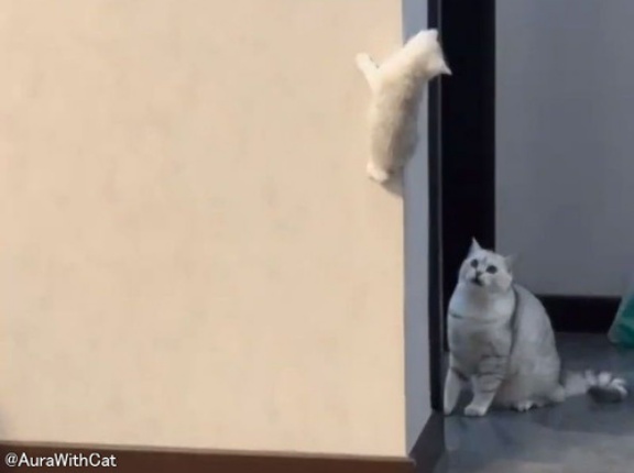 壁に登った愛する子猫を見て…ママ猫がパニックに陥る