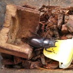 鍬形飼育記録帖