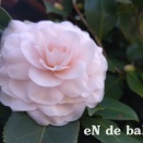 【eN de baR】01.2026 営業日等のお知らせ