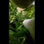 【動画】猫に首輪カメラをつけてみる ⇒ 想像以上に厳しい猫社会の現実がこちら・・・
