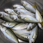 新潟東港周辺デイアジング専科