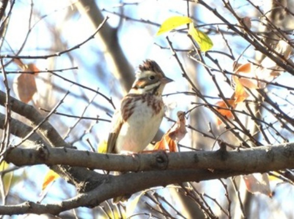 2025年12月13日の野鳥公園