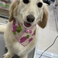 トリミングおたより
