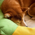 風太通信～柴犬風太の日記帳