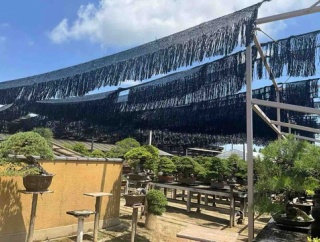 連日の37度💦盆栽を守る夏❗️遮光の増設‼️