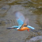 野鳥の観察を都内で