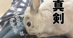 うさぎのルリ(9/7追記)