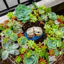 多肉植物の楽しみ