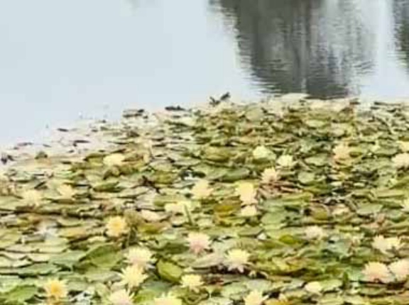 池にスイレンの葉がたくさん浮いていた。ちっこい２羽がトコトコ♪ → ちょっぴりメルヘンです…