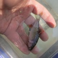 今日も暑いですが、タナゴ釣り～