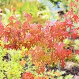 『ブログガイダンス(81)2019年7月』の画像