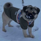 うれしさんぽ。。。🐕‍🦺 🐾 (詩的エッセイ)