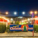 モミの木を購入しました