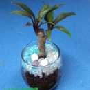 観葉植物に簡単ひと手間！
