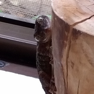 やもりんいもりん